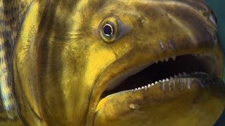 Piranha Feeding Frenzy  Planet Earth  BBC Earth [upl. by Akimot754]