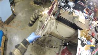 Professional Fur Handling Raccoon Part 1 Skinning [upl. by Beniamino]