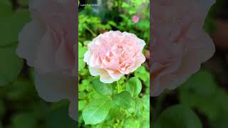 Princesse Charlène de Monaco Rose 프랭세스 샤를린 드 모나코 장미 2023730 [upl. by Mccall]