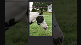 Easy Trick to Remove Fence in Photoshop shorts photoshop [upl. by Yodlem516]