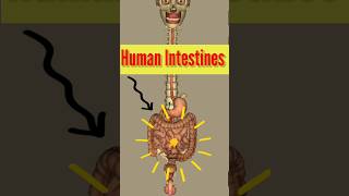 Human Intestine animation anatomy shortfeed shortvideo shorts [upl. by Iahcedrom]