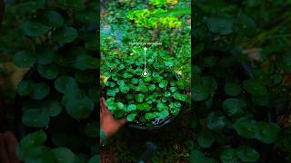 Pennywort  hydrocotyle verticillata propagation  ytshortsindia [upl. by Mistrot314]