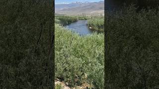 The Best Trout fishing in California Owens River  shorts trout fishing [upl. by Ariait994]