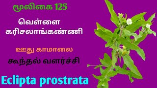 வெள்ளை கரிசலாங்கண்ணி மூலிகைவெள்ளை கரிசாலைEclipta prostrataWhite karisalankanniAlasal [upl. by Genvieve]