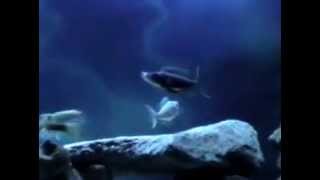 Benthochromis Horii three stripe cichlid giant featherfin PT3 [upl. by Gromme]