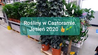 Odc1153Z kamerą w Castoramie Nowości roślinne Jesień 2020r [upl. by Ahsen]