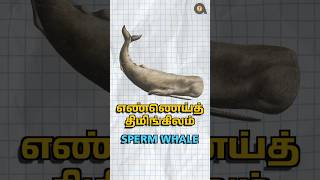 ஏன் இதோட வாந்திக்கு இவ்வளவு விலை  Why Sperm Whale Vomit is Expensive  Animaltube Tamil [upl. by Miarhpe]