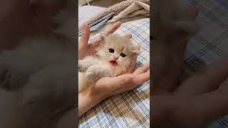 Cute Kitten❤️Niedliches Kätzchen❤️Gattino Adorabile❤️Милый Котёнок❤️かわいい子猫 Kawaii Koneko [upl. by Erbes]