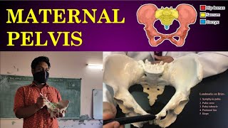 Parts of Maternal Pelvis  Nursing Lecture  Malayalam  Anatomy of Female Pelvis  OBG Practical [upl. by Yerac575]