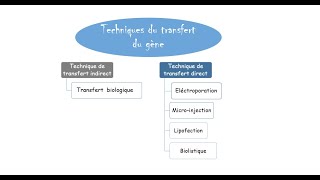 Transgénèse par agrobacterium tumefaciens [upl. by Semele277]