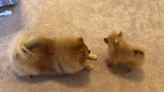 Tiny pomeranian puppy barking running cute puppy [upl. by Ettezil]