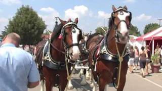 Budweiser Clydesdales at The Ohio State Fair [upl. by Dominga]