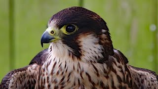 Peregrine Falcon Sounds  Peregrine Falcon Sound Effects  Peregrine Falcon Calls  Falcon Noises [upl. by Ardenia]