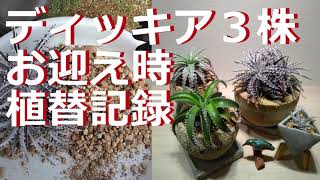 色んな土配合でした3ディッキアお迎え時植替 [upl. by Anrehs]