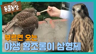 SUB 부르면 오는 야생 황조롱이 삼형제 TV동물농장 AnimalFarm SBSstory [upl. by Hadnama]