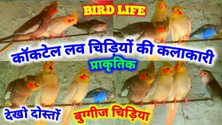 🐦🐦 कॉकटेल बर्ड लवबर्ड बुग्गीज बर्ड  चिड़ियों की कलाकारी देखो cocktail budgies lovebirds bids [upl. by Sakovich]