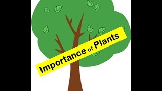 Importance of Plants to humans and animals in everydays life [upl. by Nonac]