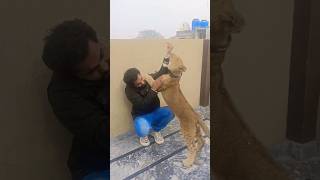 lion cub Simba 😨😵😱 aggressive mood 😱😵😵attack viral lion liontiger lovers shorts lioncubs [upl. by Elatia]