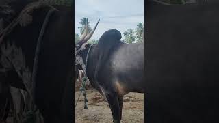 பார்க்கவே பயங்கரமாக உள்ளது எருது tn24sakthivlogs [upl. by Weirick429]