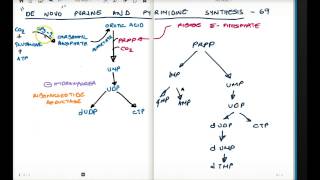 PURINE AND PYRIMIDINE SYNTHESIS PART 2 [upl. by Gunnar336]