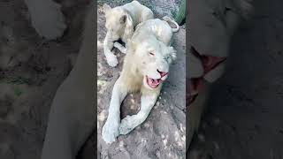 STUNNING White Lion Siblings WOW [upl. by Annawal5]