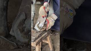 Great hoof trimming video extremely comfortable丨ASMR丨Donkey hoof cutting sound [upl. by Leffert]