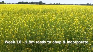 Biofumigant mustard  a 10 week crop [upl. by Macleod692]