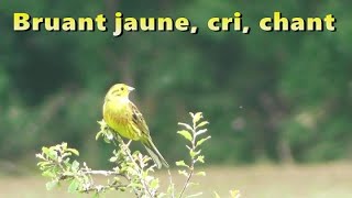 BRUANT JAUNE Chant et cri [upl. by Ranjiv]