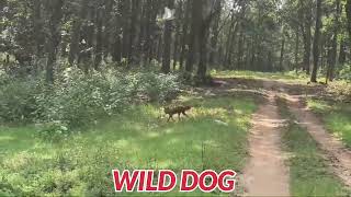 WILD DOG Shorts KANHA NATIONAL PARK MPSTATEINDIACourtesy SriSKSingh IFS [upl. by Nivonod]