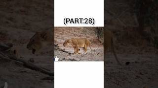 Khatarnak shikari ne kiya sikar part 28 shorts viral trending wildlife lion [upl. by Chessa251]