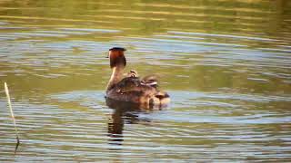 great crested grebes and chicks [upl. by Ilrebmyk]