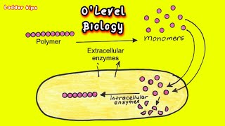 Differences between Intracellular amp Extracellular Enzymes  Biology  Ladder Tips [upl. by Eli]