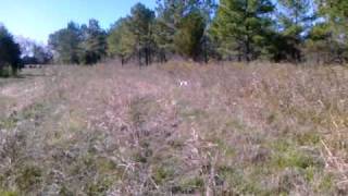 Camerons Quail Preserve Quail Hunting Preserve Tombigbee River Alabama [upl. by Jehoash]