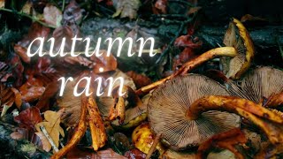 autumn rain ☔ calming white noise [upl. by Hull]