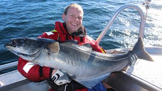 Fishing for huge coalfish at Værøy 2014 [upl. by Ranit]