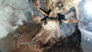 Mating 2x Stromatopelma calceatum  Feather Leg Baboon Spiders [upl. by Sulienroc158]