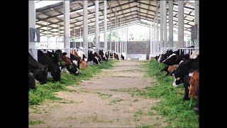 Having trouble feeding your cows Feeding cows just became easier through the CashCow initiative [upl. by Cuda]