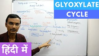 Glyoxylate Cycle in Hindi [upl. by Earas]