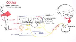 Physiology of Coughing [upl. by Peirce]