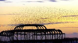 A Murmuration of Starlings at Sunset over Brightons West Pier [upl. by Marylee]