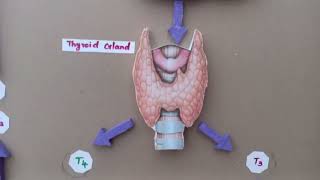 College Project  Hypothalamic Pituitary Thyroid Axis Model [upl. by Erdnoed821]