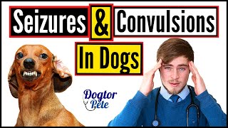 Seizures and Convulsions in Dogs 2020  Vet Explains  Dogtor Pete [upl. by Auhsot]