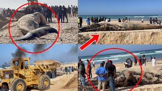 Du jamais vue Une grosse Baleine au plage cambéréne 1 les images exclusive… [upl. by Willman989]