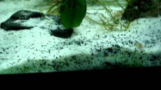 Cyanobacteria  Blue green algae control in freshwater aquariums day 2 [upl. by Obed]