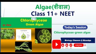 Chlorophyceae Algae NCERT Biology NEETBOARD [upl. by Aiduan388]