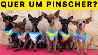 Pinscher Filhotes  QUER UM PINSCHER [upl. by Jilli]