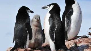 Peninsula Antarctica  Chinstrap Penguins Family Love [upl. by Vitia]