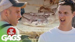 Scariest Snake Pranks  Best of Just For Laughs Gags [upl. by Rosy636]