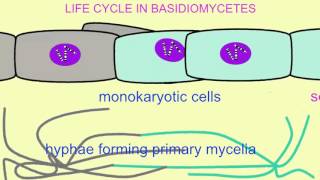 FUNGI LIFE CYCLE IN BASIDIOMYCETES [upl. by Alleram]