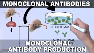 Monoclonal Antibodies and its Production [upl. by Kennard]